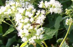 Epistrophella emarginata