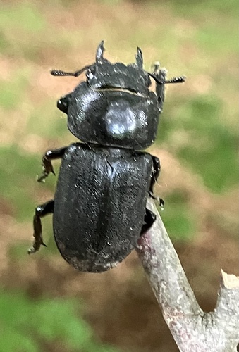 Balkenschröter