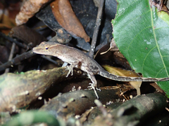 Anolis uniformis