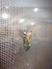 Copidocephala viridiguttata