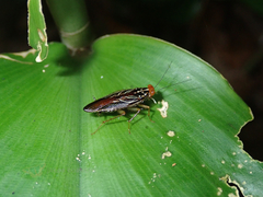 Euphyllodromia angustata