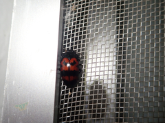 Megischyrus mexicanus