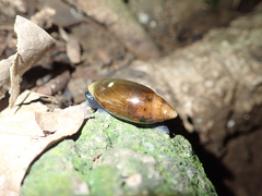 Streptostyla
