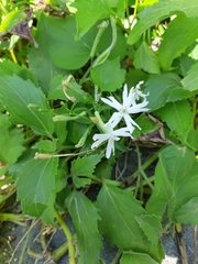 Silene fissipetala