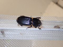 Odontotaenius