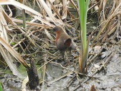 Laterallus melanophaius