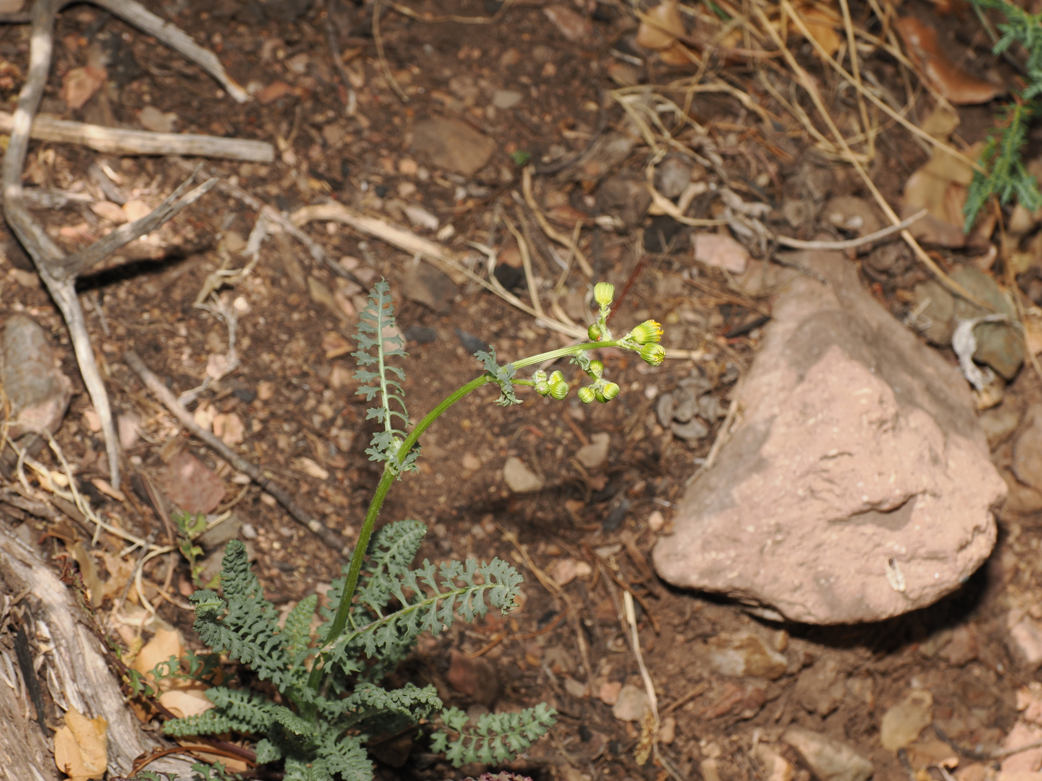 Uinta Ragwort (Packera millelobata)
