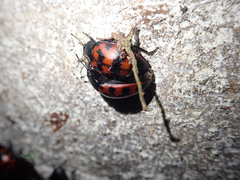Megischyrus mexicanus