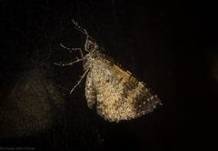 Chrysolarentia phaedra