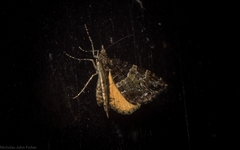 Chrysolarentia phaedra