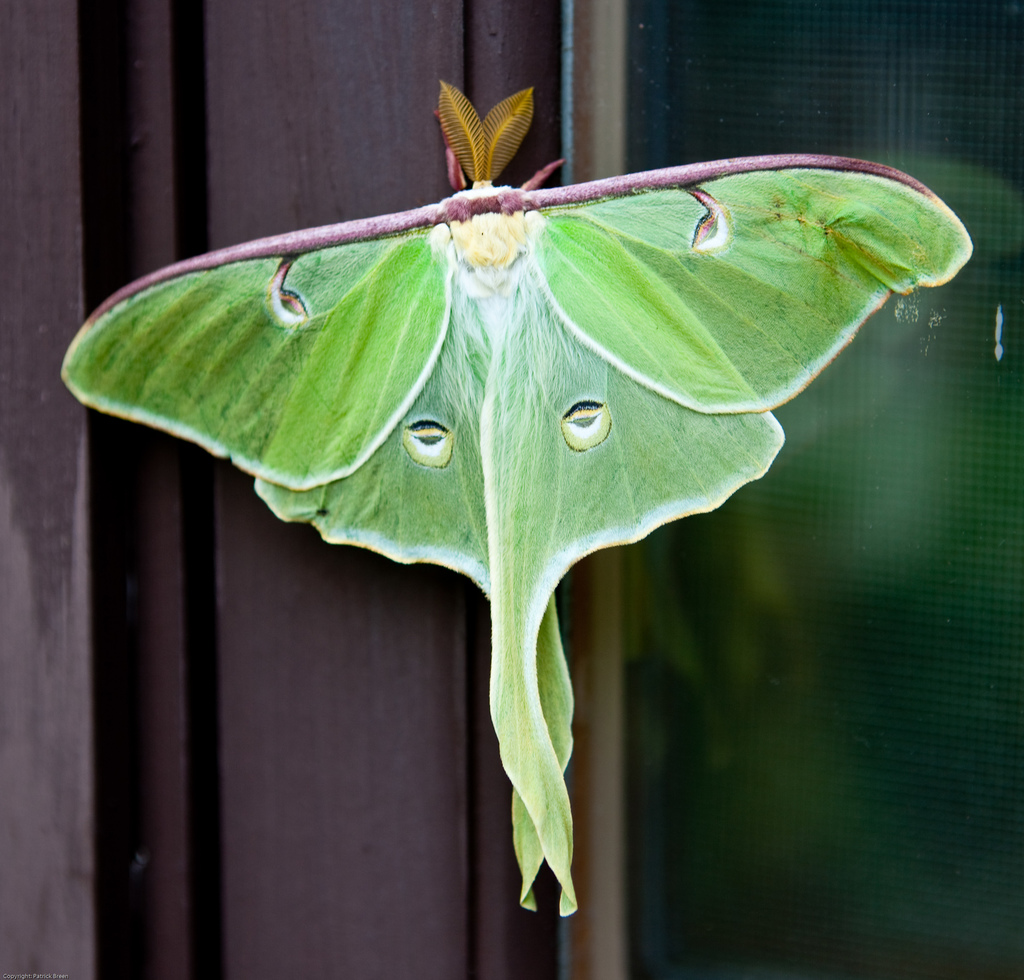 Luna Moth (Moths and Butterflies of North Carolina) · NaturaLista Mexico