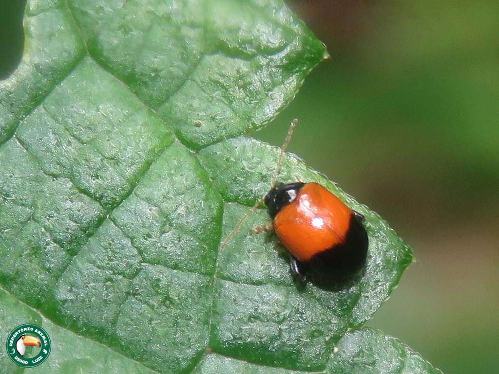 Heikertingerella argentiniensis