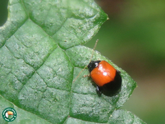 Heikertingerella argentiniensis