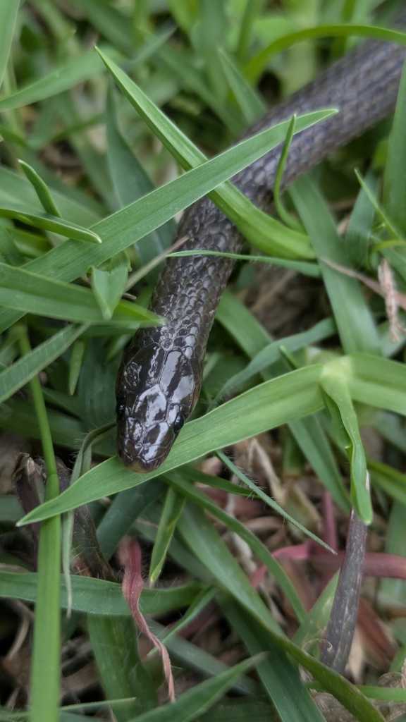 Yellowbelly Worm-eating Snake