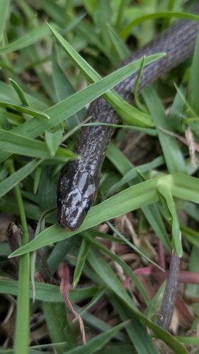 Yellowbelly Worm-eating Snake, Trachischium tenuiceps