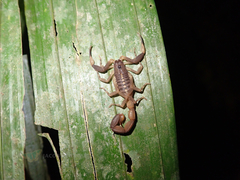 Centruroides flavopictus