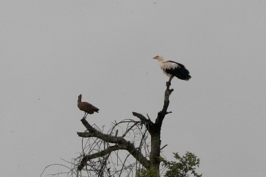 Palm-nut Vulture