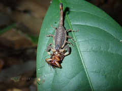Centruroides flavopictus