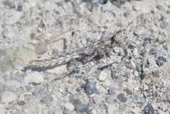 Litaneutria baccina