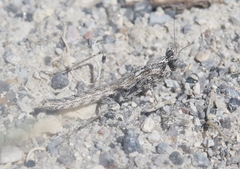 Litaneutria baccina