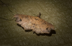 Philogethes metableta