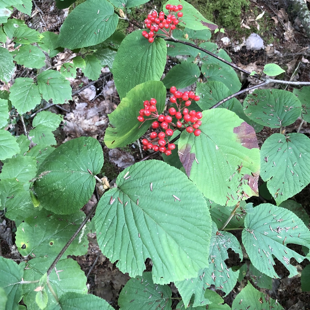 Hobblebush From New Rd Salisbury NH US On September 13 2019 At 05