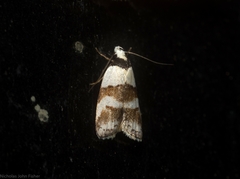 Eulechria triferella