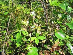 Codonopsis lanceolata