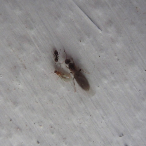Dark rover ant