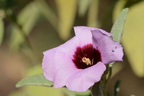 Hibiscus leptocladus, 2025-05-24