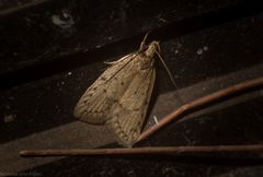 Eulechria convictella