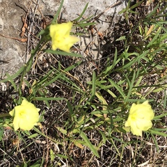 Cienfuegosia yucatanensis