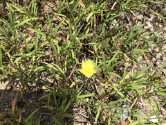 Cienfuegosia yucatanensis