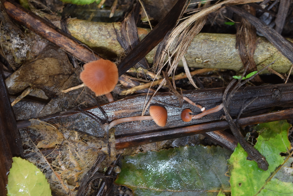 Tubaria furfuracea · May 2025 · photo: © davidwhyte (iNaturalist, cc-by-sa)