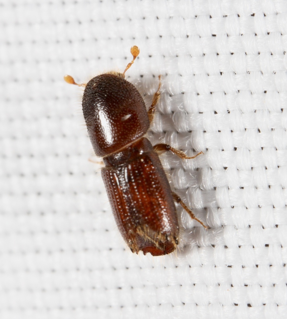 eastern fivespined ips