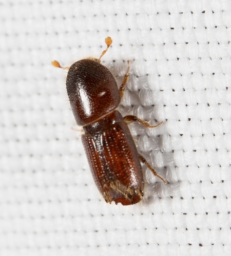 eastern fivespined ips