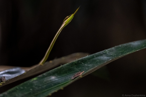 Striped Sharpnose Snake