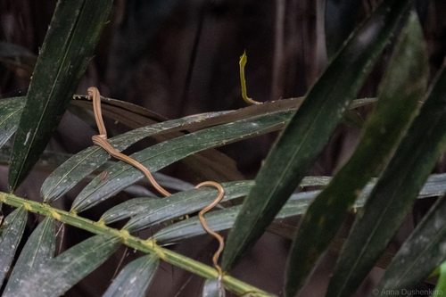 Striped Sharpnose Snake
