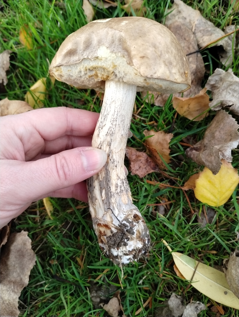 Leccinum scabrum · May 2025 · photo: © notdoriangray (iNaturalist, cc-by)
