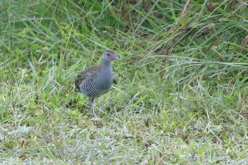 iNaturalist: (c) congonaturalist, some rights reserved (CC BY-NC), uploaded by congonaturalist iNaturalist image