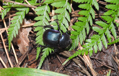 Phelotrupes auratus