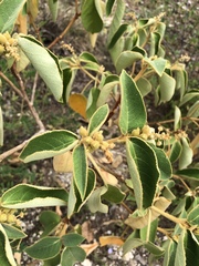 Croton peraeruginosus