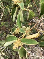 Croton peraeruginosus