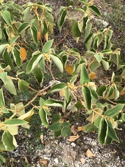 Croton peraeruginosus