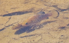 Cyprinodon salinus