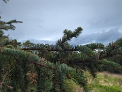 Picea × lutzii, photograph (c) Matt Muir, some rights reserved (CC BY)