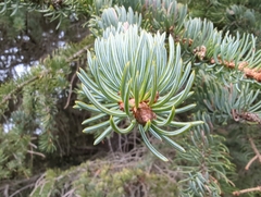 Picea × lutzii, photograph (c) Matt Muir, some rights reserved (CC BY)