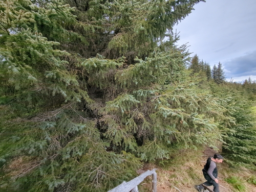 Picea × lutzii, photograph 3