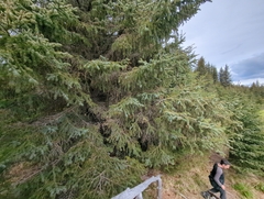 Picea × lutzii, photograph (c) Matt Muir, some rights reserved (CC BY)