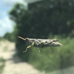 Abracris dilecta